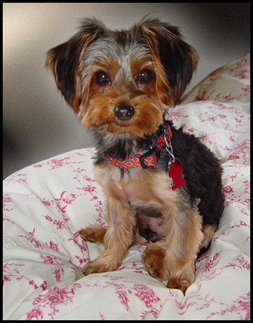 haircuts for yorkies with floppy ears yorkie with floppy ears haircuts breeds picture haircuts for yorkies with floppy ears yorkie with floppy ears haircuts breeds picture