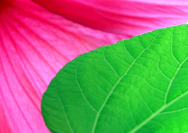 What Are Your Favorite Colors Page 4 It S Really How Certain Colors Are Together More Than Anything Or The Pattern They Form Like Pink And Green