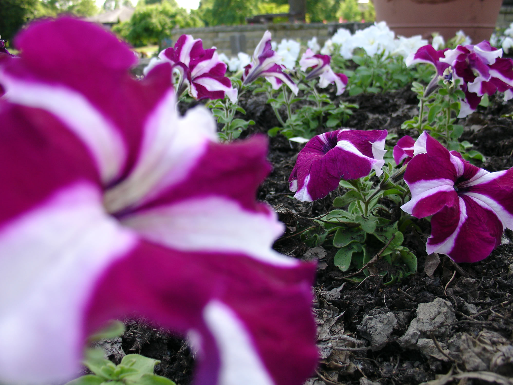 purple%20and%20white%20flower_jpg.jpg